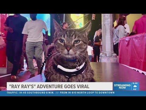 Ray Ray the cat sneakily joins family on trip by riding on car's roof