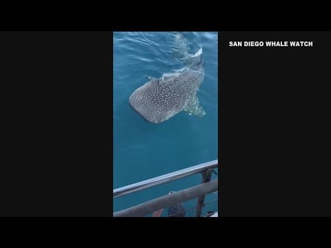 Whale shark sighting off shore of Point Loma