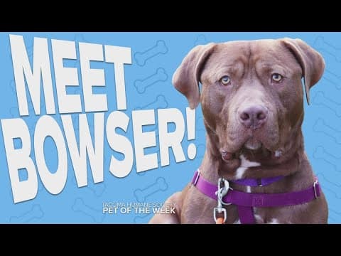 Pet Rescue of the Week: Bowser