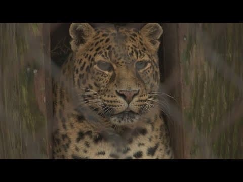 Animal shelter collects used Christmas trees for tigers to play with as toys