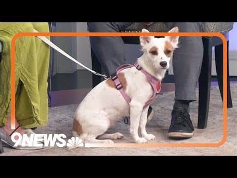 Sweet mother Niobe looking for forever home at Lola's Rescue in Aurora