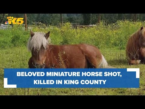 Who shot and killed a beloved miniature horse in King County?