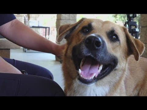 Dog safe after entering a San Diego Zoo Safari Park gorilla enclosure
