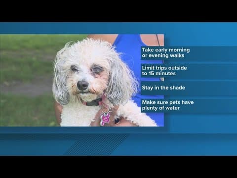 How to protect your pets during heatwaves