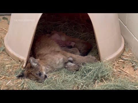 Injured mountain lion nursed back to health and released in California