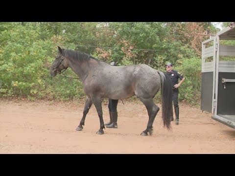 HPD mounted patrol Avatar forced into early retirement due to medical issues