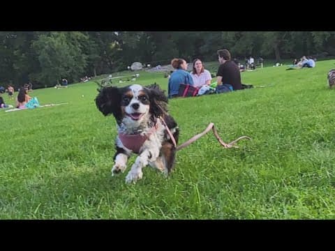 Fighting for pharmacy regulation