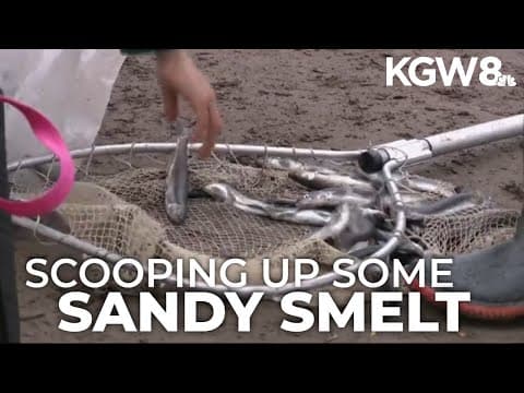 Rare one-day smelt harvest at Sandy River