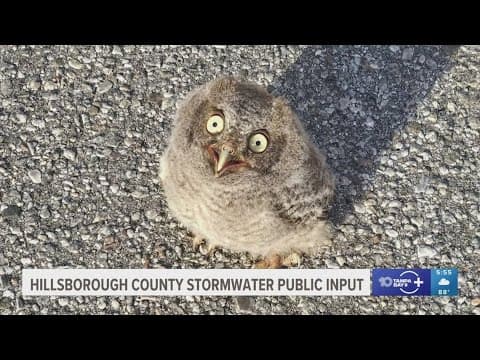 Detective in Clearwater saves baby owl from busy parking lot