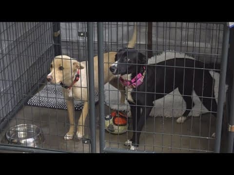 San Diego Humane Society prepares for July 4 holiday through free microchipping services