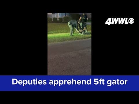 St John Parish deputies apprehend gator