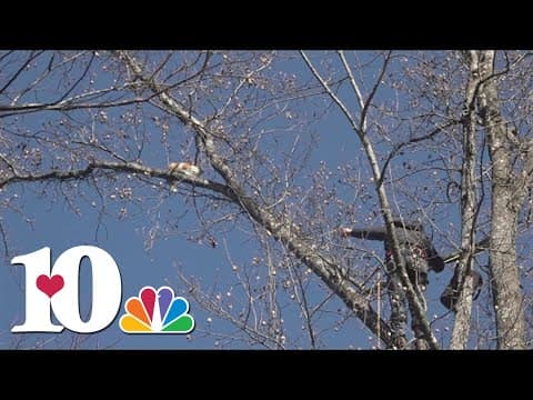 Cat rescued from 100-foot tree