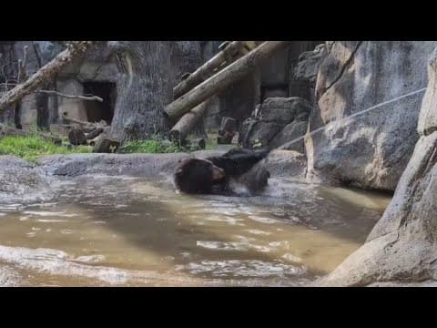 Bear takes a bath at Zoo Knoxville