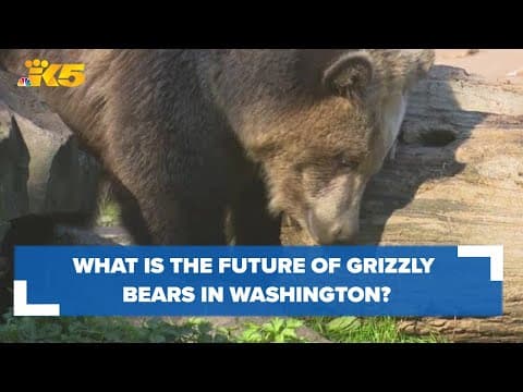 As WA leaders decide on future of grizzlies in state, B.C. leaders are moving forward with plans