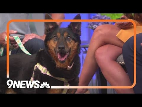Sweet Australian-shepherd mix needs a forever home