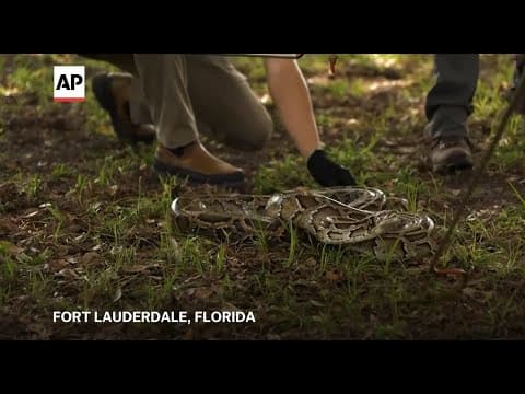 Snake hunters learn to wrangle invasive Burmese pythons in Everglades