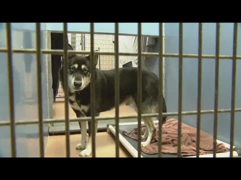 San Diego Humane Society overcapacity after influx of strays over New Year holiday