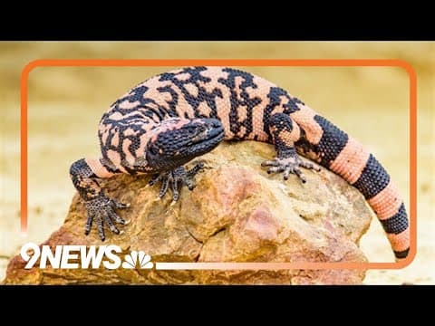 Man dies after being bitten by Gila monster