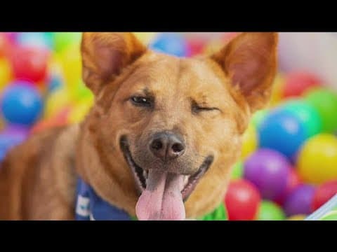 Special needs dog looking for a special family in San Diego County