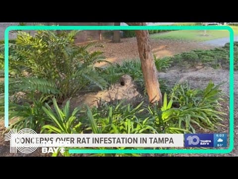 'Ratlantis': Rats take over Tampa intersection with network of tunnels