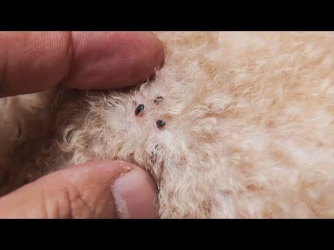 How to avoid contracting typhus, a bacterial infection spread through fleas