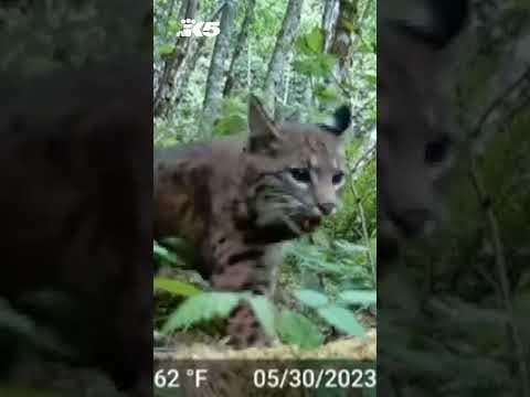 New PAWS Wildlife Rehabilitation Center opens in Snohomish