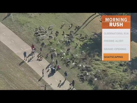 Hundreds of goats graze alongside a North Texas trail