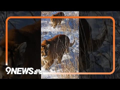 Wildlife officials warn of mountain lions in Colorado after responding to several attacks on pets