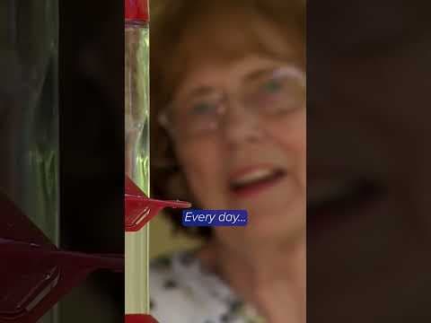 Hundreds of hummingbirds visit home in Cannon Falls