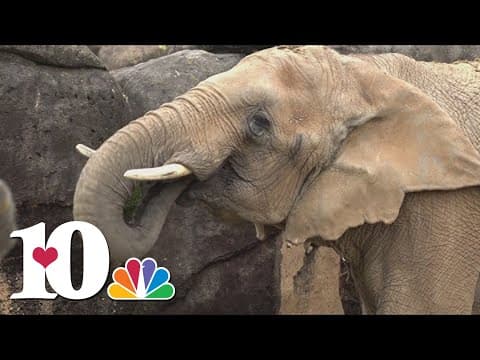 Knoxville bids farewell to Jana the Elephant