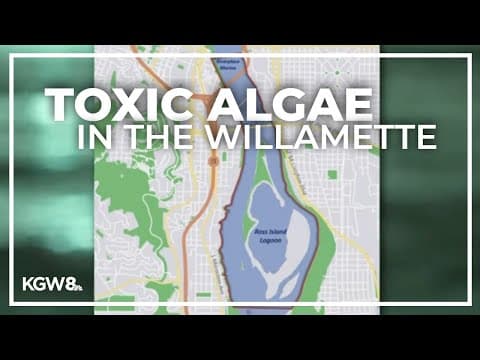 Toxic algae reported in the Willamette River
