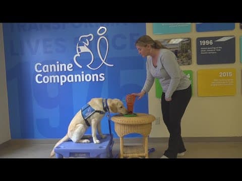 Medical school & training for resident canine therapy dogs | Working Fur Kids