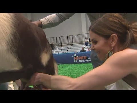 See how Steph Simmons fared in the  goat milking competition at the rodeo