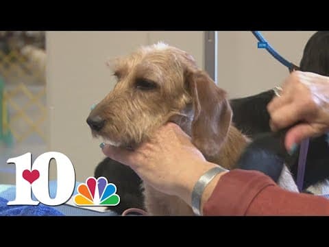 Cluster Dog Show coming up