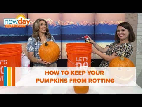 How to keep your pumpkins from rotting - New Day NW