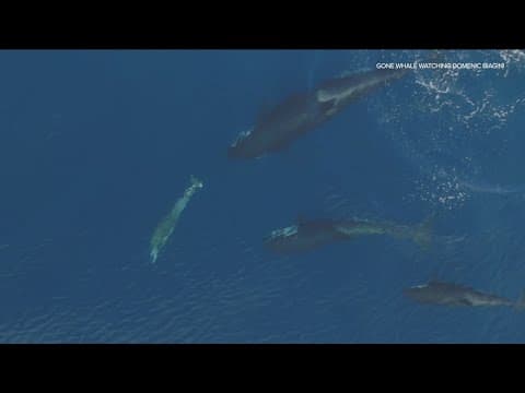 Caught on Camera | Killer whales off the San Diego coast