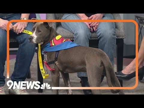 1-year-old mix breed pup named Dino Chicken Nugget needs a new home