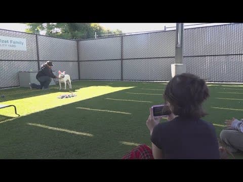 Sixth graders put their video skills to use helping animals in need of a furever home