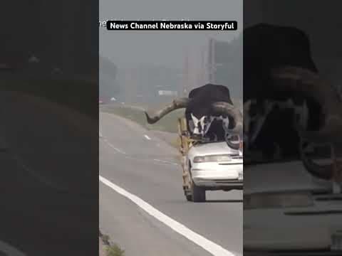 Bull riding shotgun in car caught on camera in Nebraska
