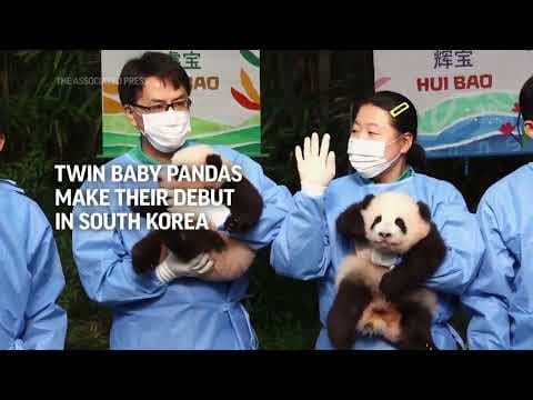 Twin pandas born in South Korea appear before the public for the first time