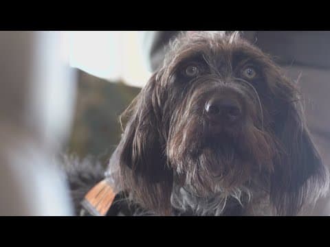 This dog sniffs out mold, protecting families from mold-borne illnesses