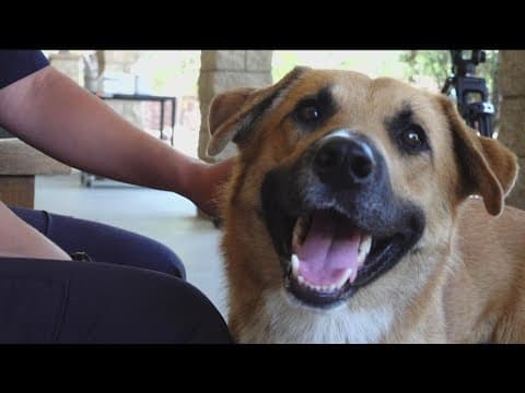 Dog rescued from gorilla enclosure at San Diego Zoo Safari Park has been reclaimed