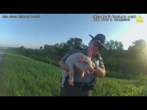 OSHP rescues pig on side of the road
