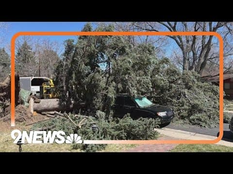 Where to drop off fallen tree limbs in Lakewood, Wheat Ridge
