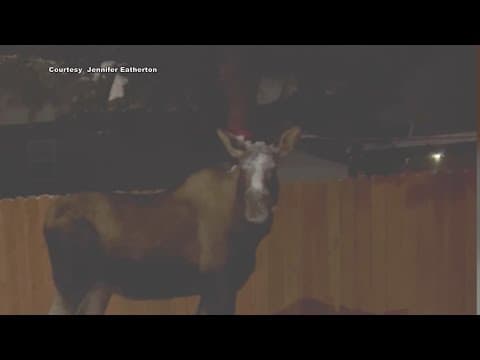 Moose gets spooked by snow falling on its face