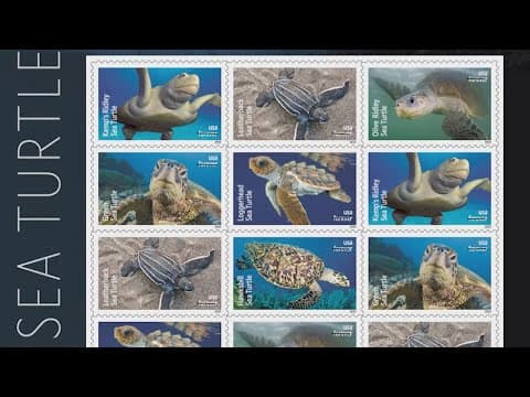 USPS releasing limited edition 'Protect the Sea Turtles' stamps