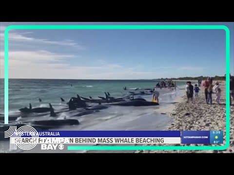 Search for reason behind mass whale beaching in Australia