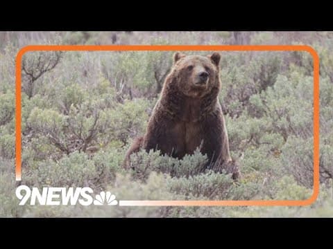 World famous Grizzly bear No. 399 killed by vehicle