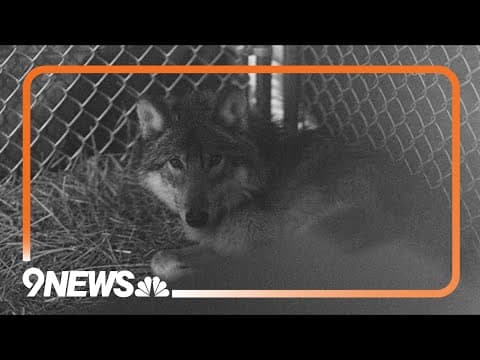 Colorado reports gray wolf death at Rocky Mountain National Park