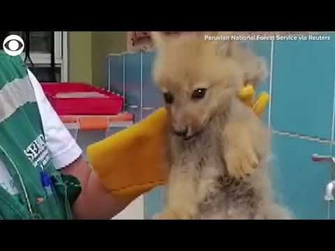 Officials rescue baby fox whose tail was cut off